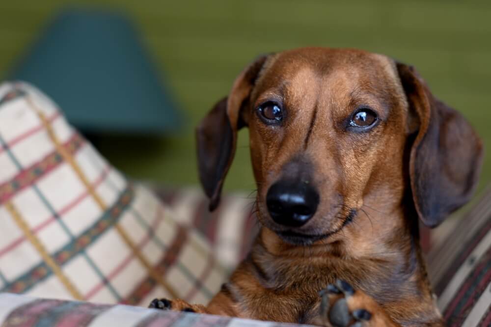 Daschund puppy