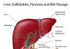 Liver diagram