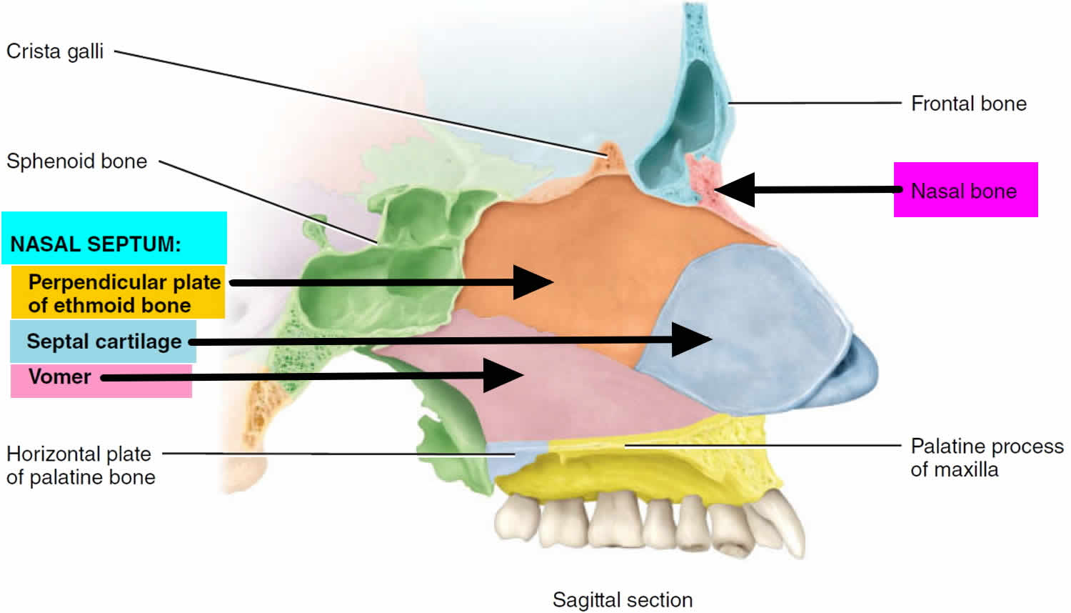 Nasal Septum Diagram