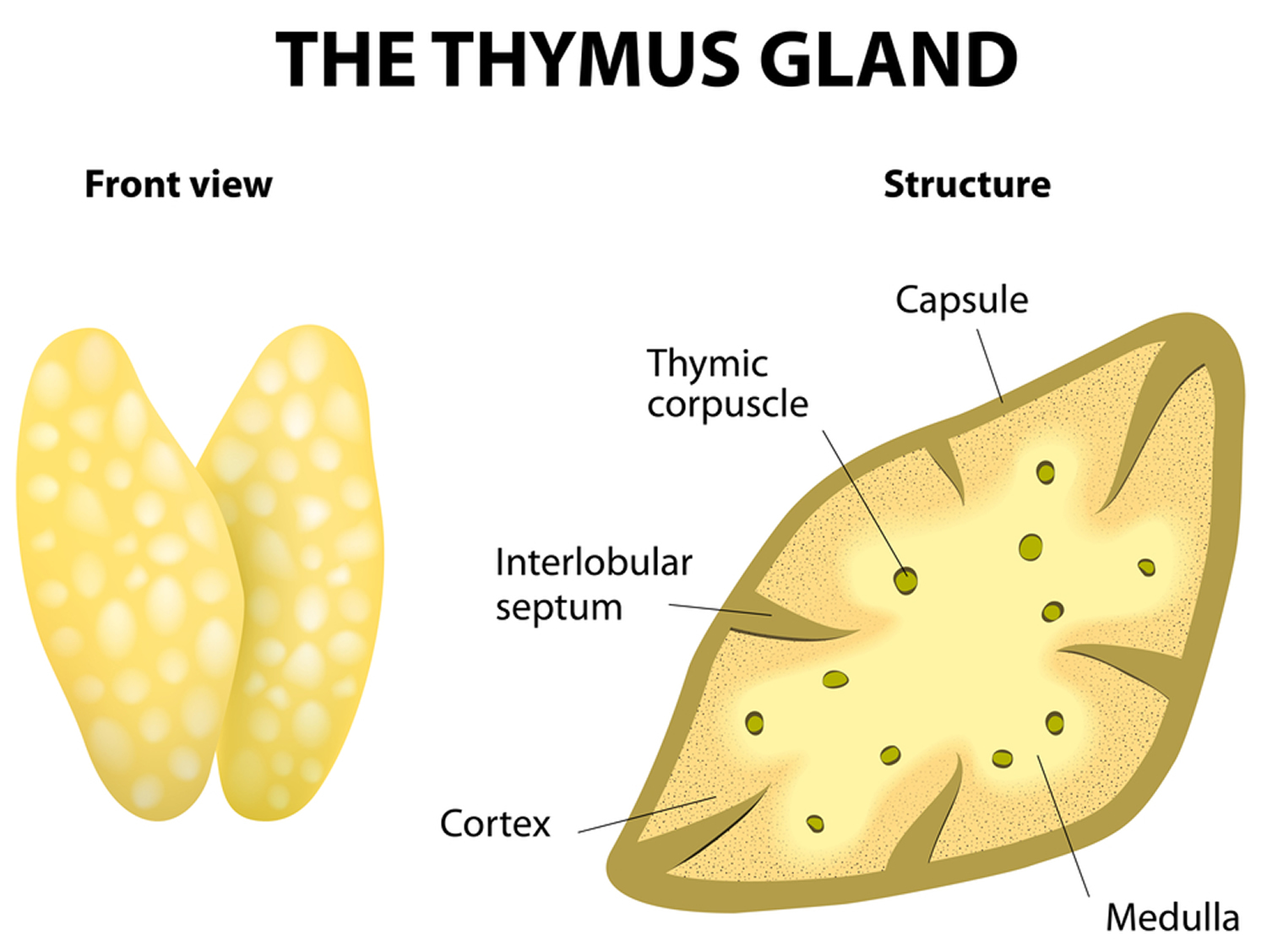 thymus