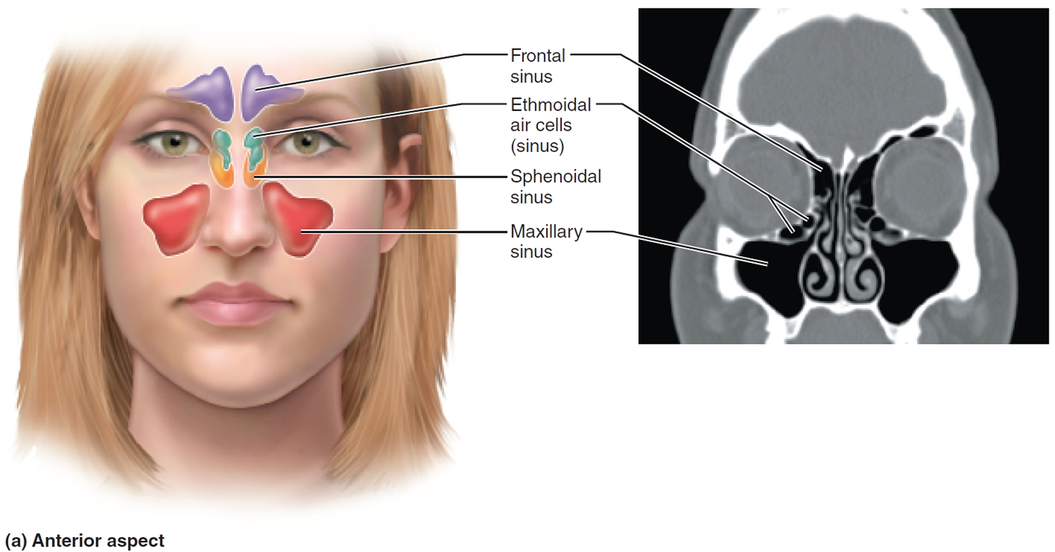 Paranasal sinuses