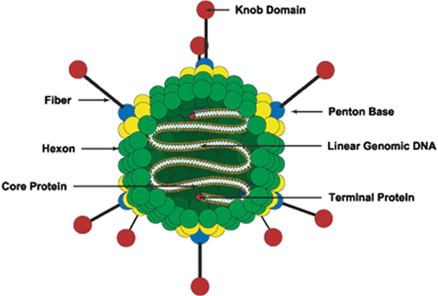 Adenovirus