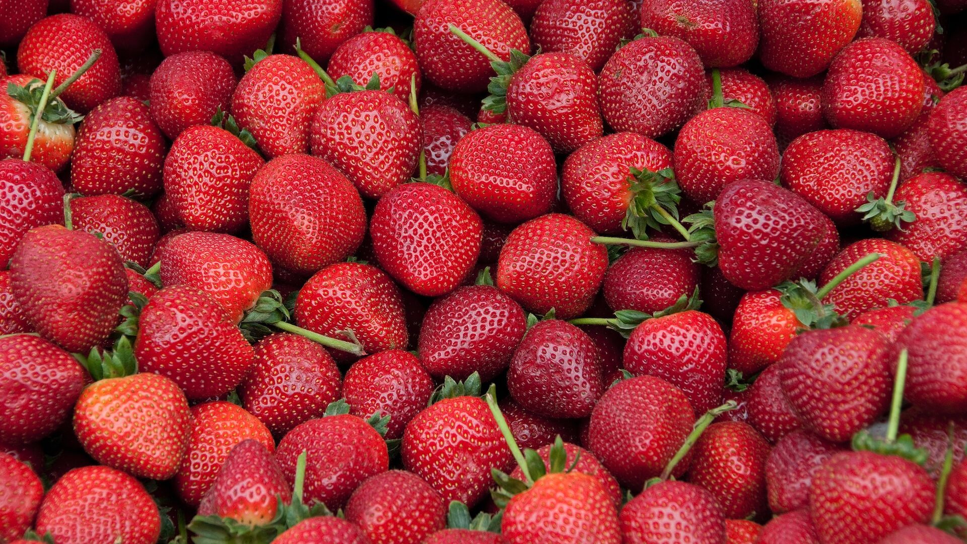 Strawberry: What Is, Can Dog Eat, Types, Growing, and More