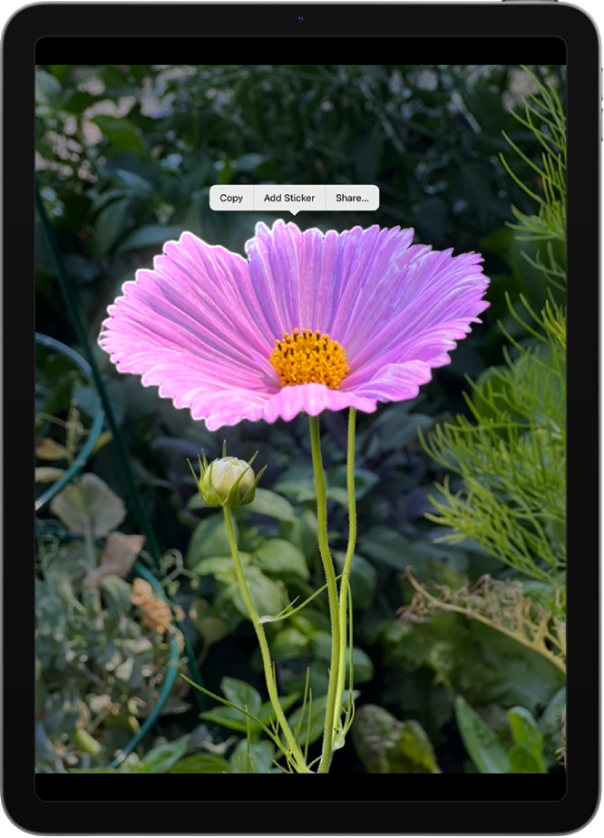 A photo is open in the Photos app library. The subject in the center of the photo is outlined and the Copy, Look Up, Add Sticker, and Share buttons appear above it.