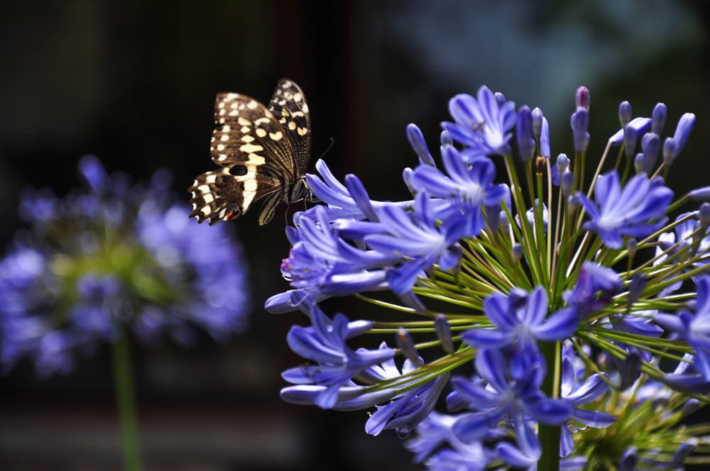 butterfly resting on agapanthus flowers