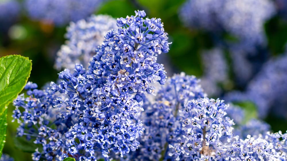 blue buddleja bushes