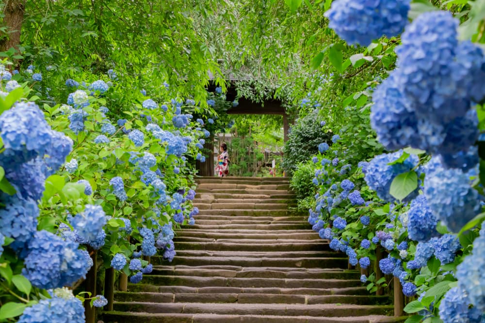 blue flowering hydrangea growing either side of temple steps