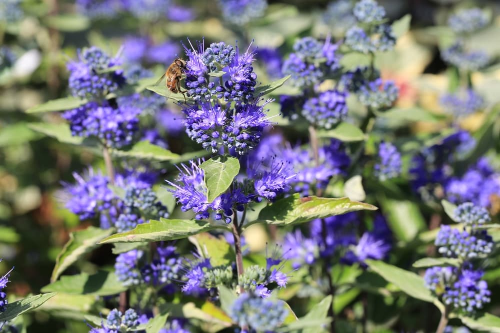 bee sat on flowering bluebeard plant