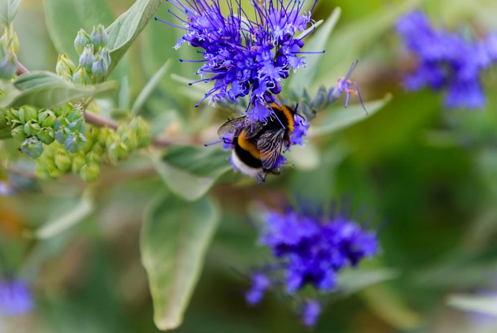 magnified view of blue Caryopteris x clandonensis flowers with a bumblebee