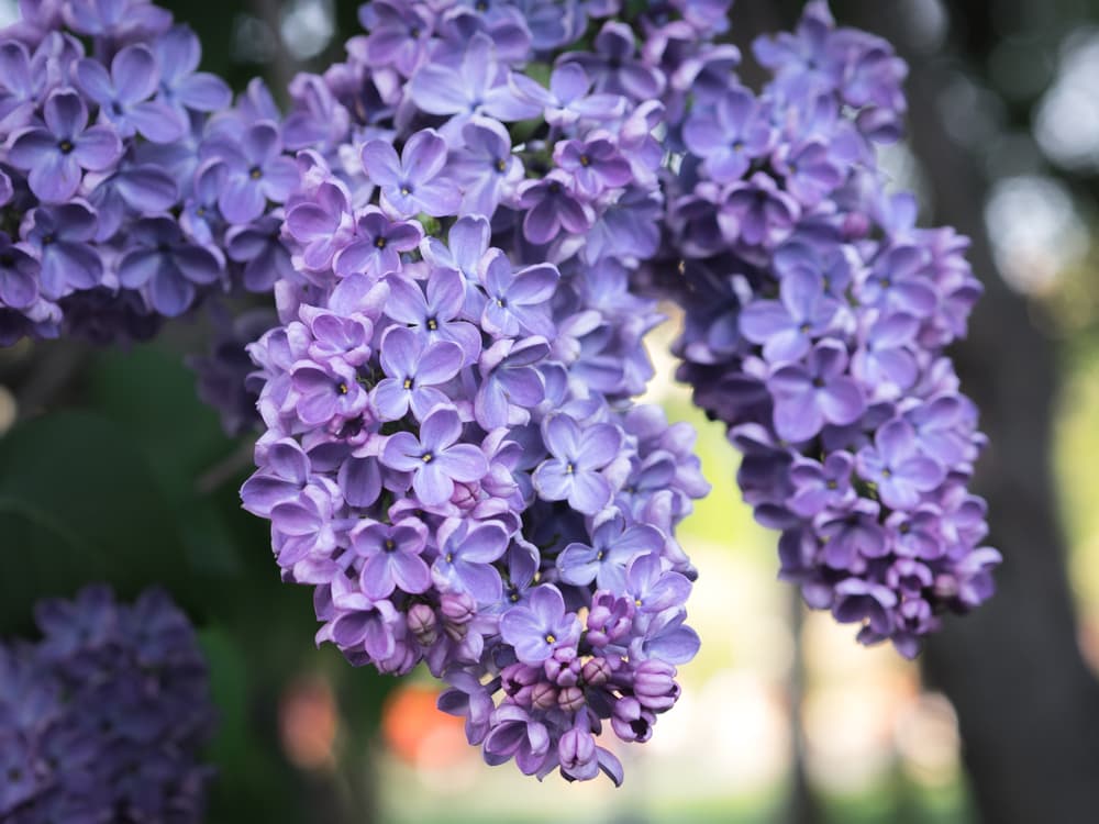 Syringa vulgaris in a lilac garden