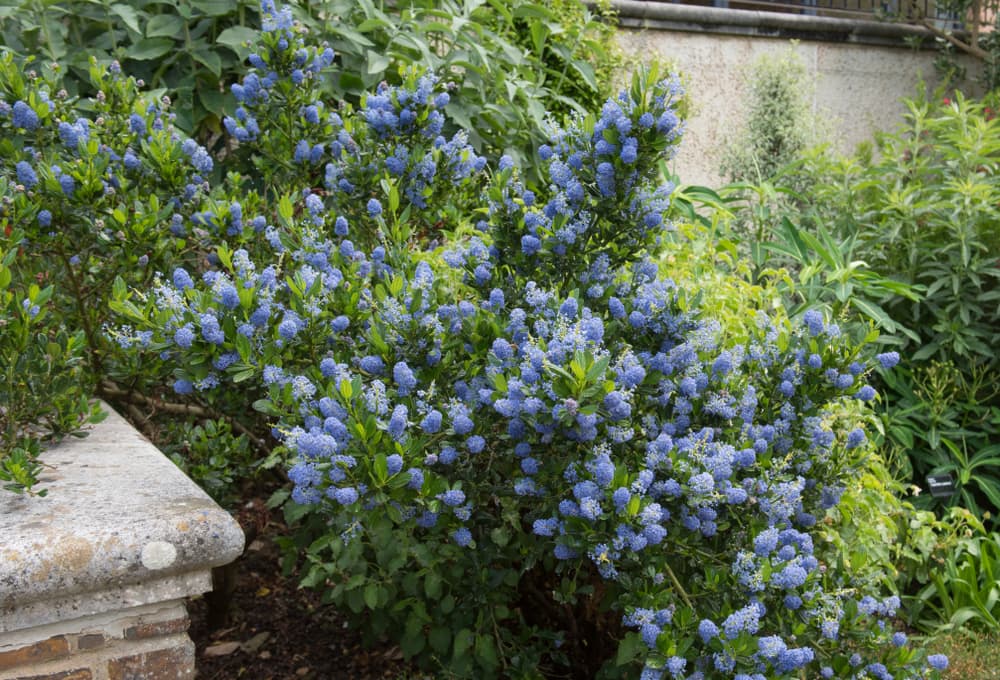 large ceanothus bush with many blue flowers