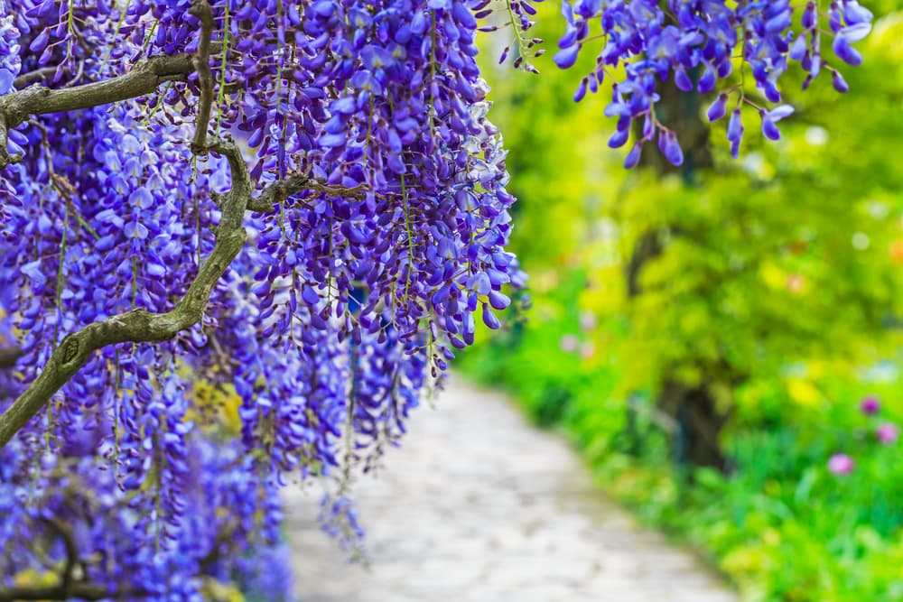 trailing blue flowers of Chinese Wisteria