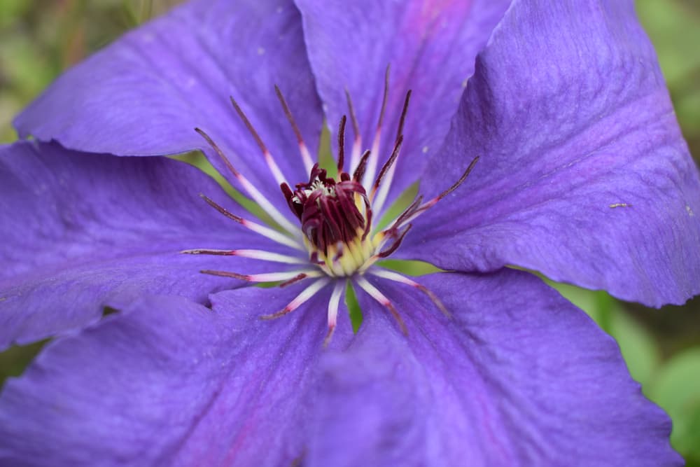 close up on the stamen of large Clematis viticella flower