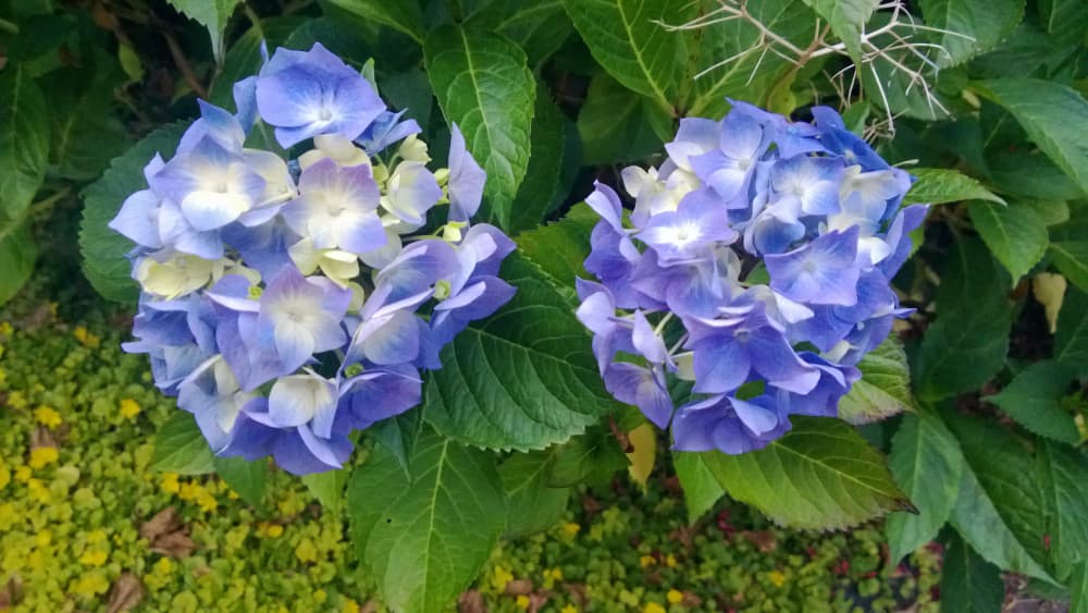 blue Hydrangea macrophylla