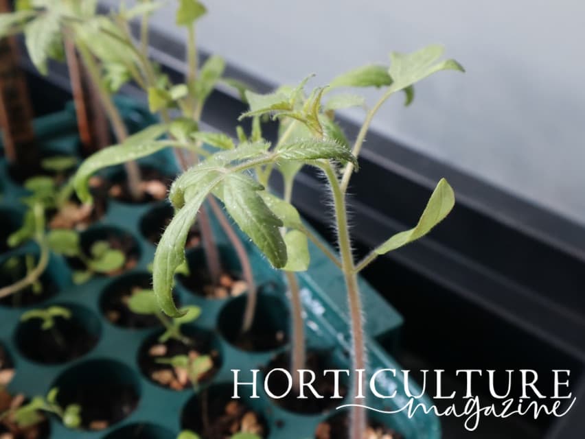 tomato seedlings