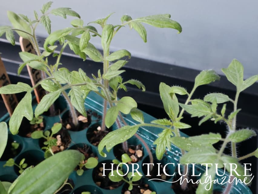 tomato seedlings in their propagator