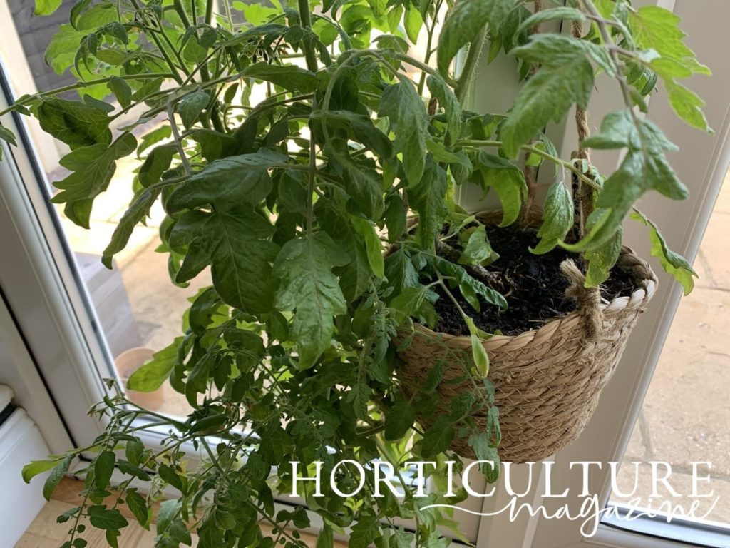 tumbling tom tomato plant spilling out of a wicker basket