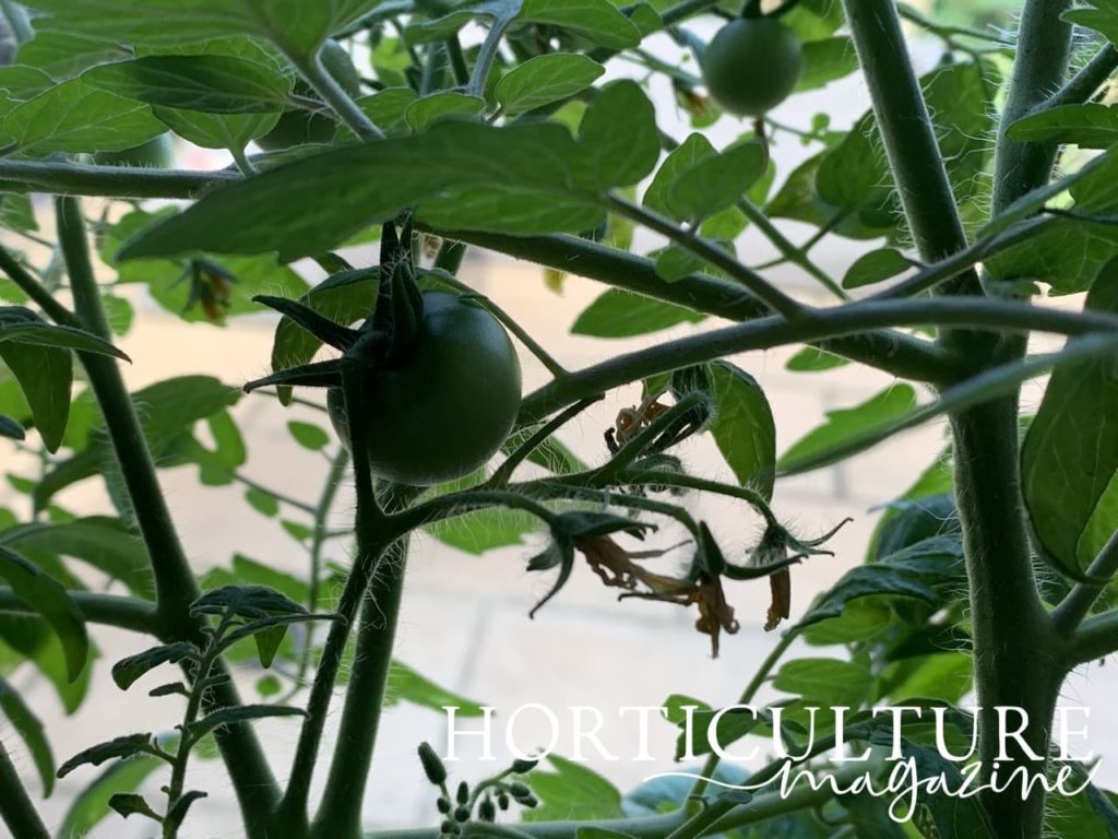 green tomatoes on the vine