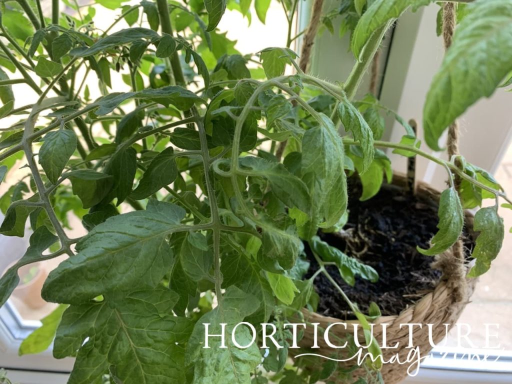 hanging basket tomato foliage