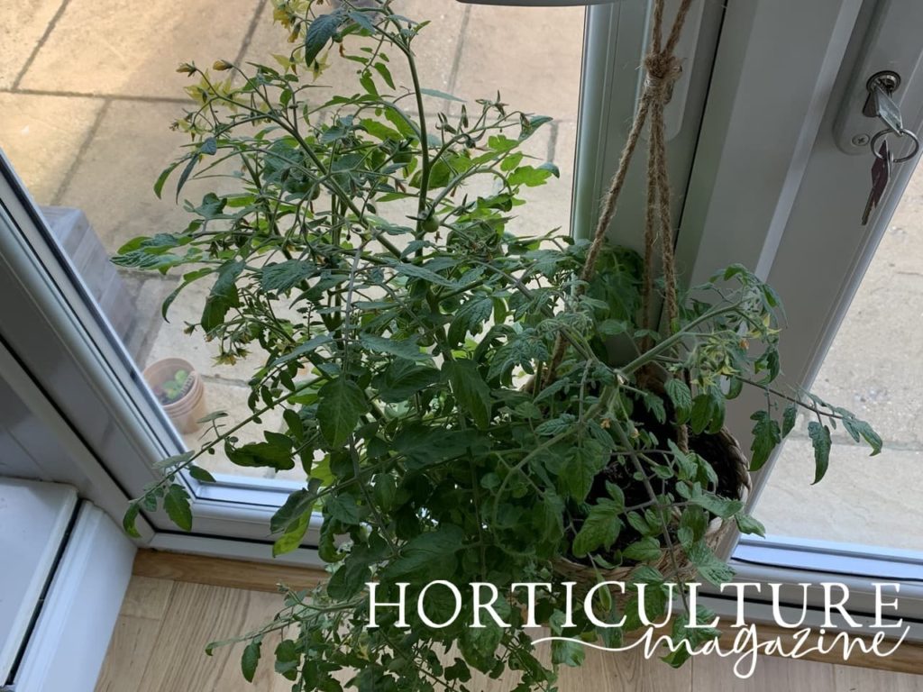 top view of tomato hanging basket with patio and flooring in the background