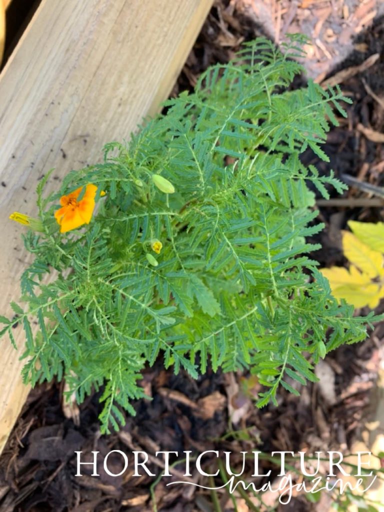 marigolds with mulch in the background