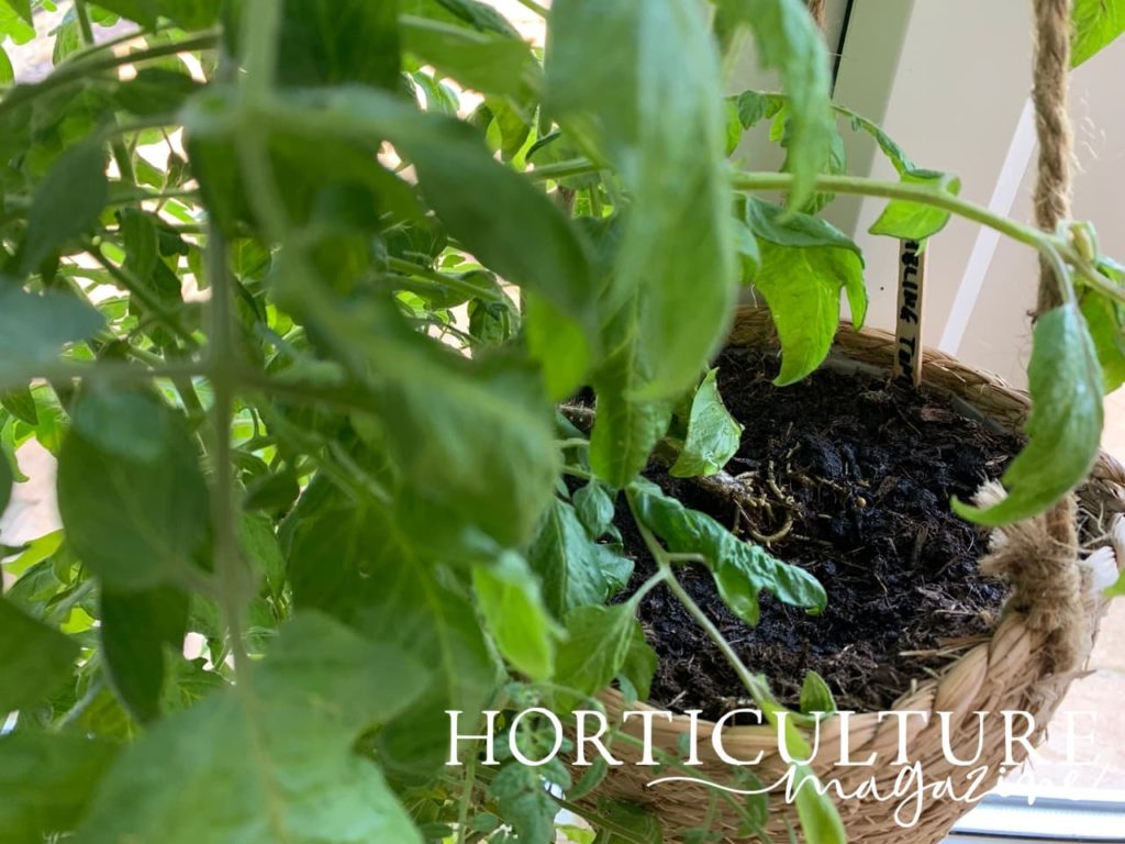 tomato wicker basket with visible 'tumbling tom' label