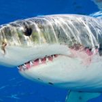 Where do great white sharks live ?