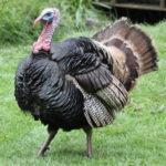 Turkeys - information