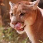 How long do pumas live ?