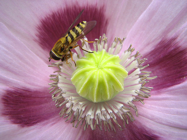 opium poppy