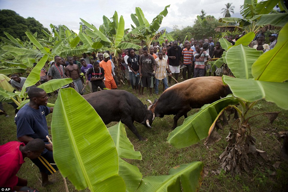 Locals gather to watch a bullfight that they organized on a banana farm in Leogane, Haiti