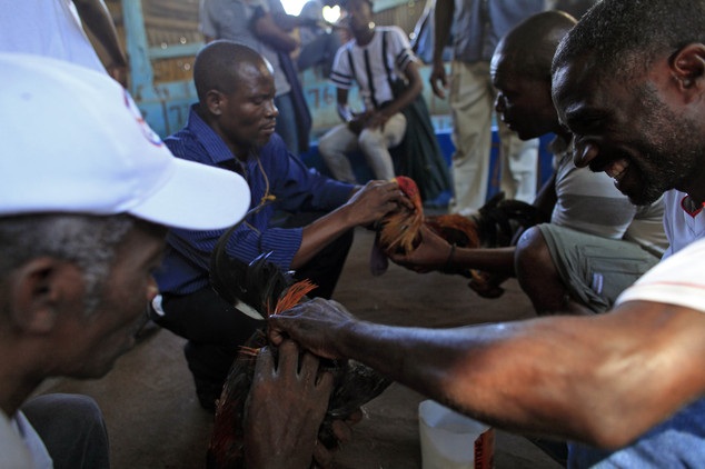 In this Sunday, Oct. 31, 2015 photo, Haitians prepare their roosters prior to a fight at the Morne Hercule cockfighting arena in Petion-Ville, Haiti. Cockfig...