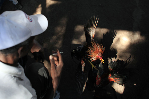 In this Sunday, Oct. 31, 2015 photo, a man watch gamecocks battle during a fight at the Morne Hercule cockfighting arena in Petion-Ville, Haiti. Cockfighting...