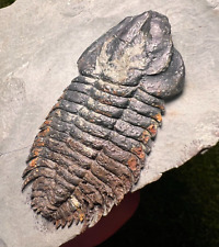 Bondonella Sdzuyi Trilobite Fossil - Taroudant, Morocco