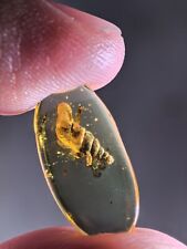 Cretaceous snail Burmite Myanmar Burmese Amber insect fossil dinosaur age