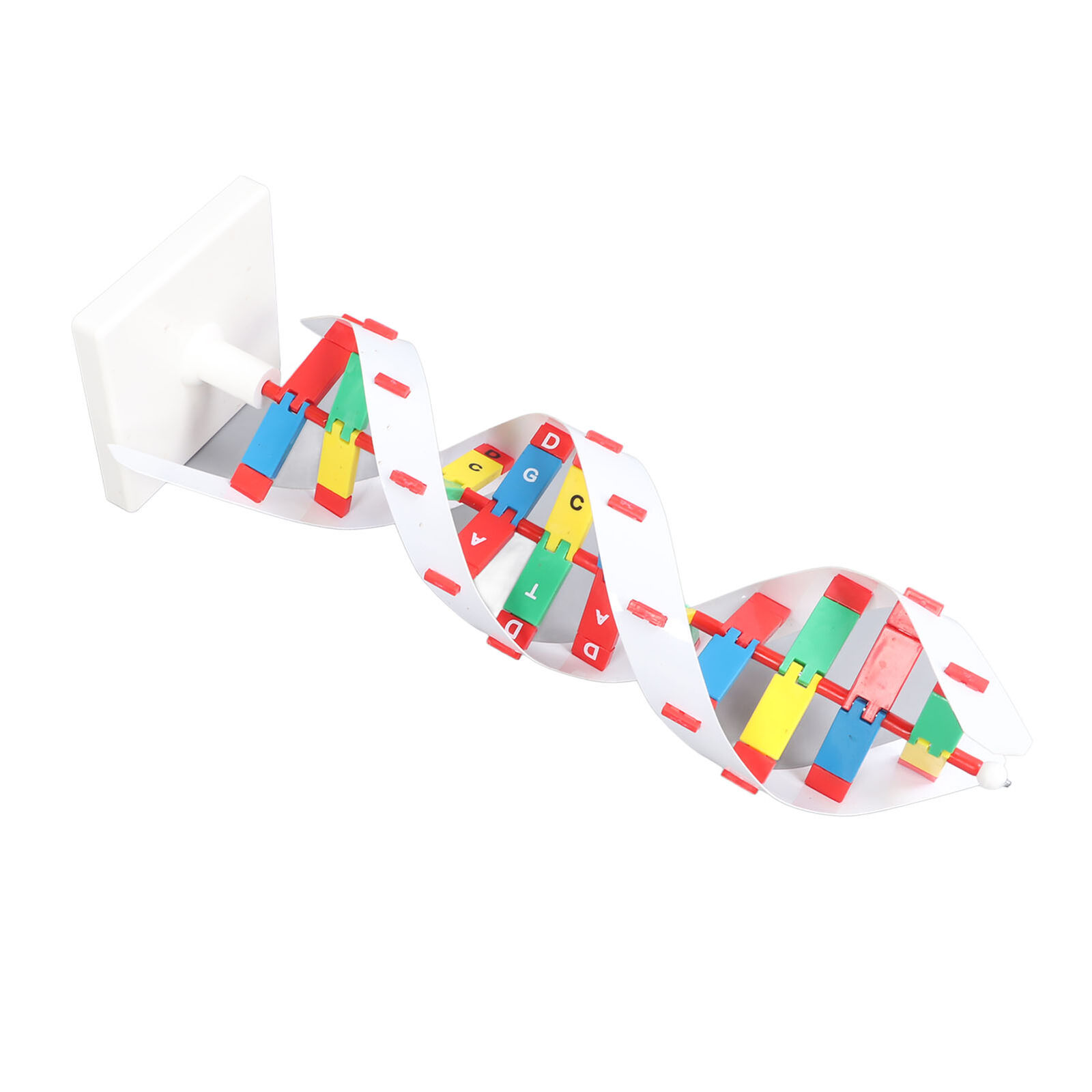 Human DNA Model Toy Bright Colors Better Understanding DNA Model Kit ...