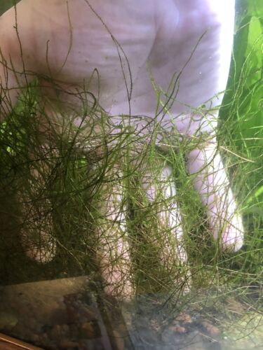 Java Moss Live Aquarium Plant (2 Handfuls) USA Grown + 6 Blue Shrimp