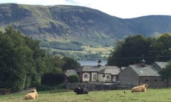 Cows in a field in the Lake District