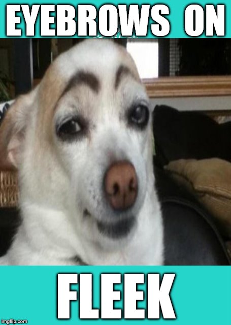 Eyebrows On Fleek | EYEBROWS  ON FLEEK | image tagged in funny memes,dog,eyebrows | made w/ Imgflip meme maker