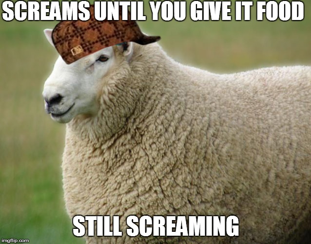 Scumbag Sheep | SCREAMS UNTIL YOU GIVE IT FOOD STILL SCREAMING | image tagged in memes,animals,sheep | made w/ Imgflip meme maker