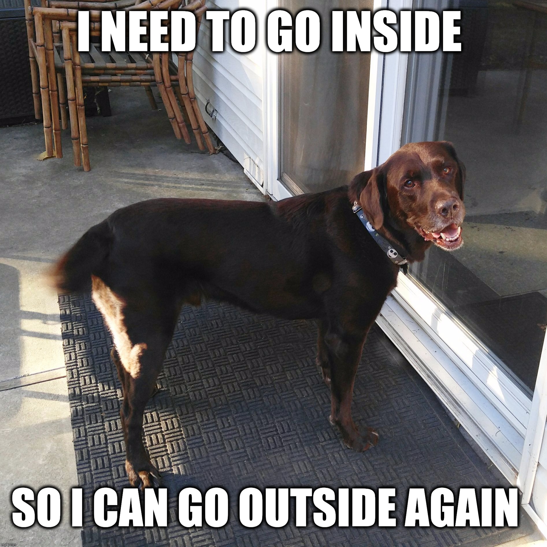 I need to go inside, so I can go outside again  | I NEED TO GO INSIDE; SO I CAN GO OUTSIDE AGAIN | image tagged in chuckie the chocolate lab,funny dog memes,labrador,go inside,funny,funny memes | made w/ Imgflip meme maker