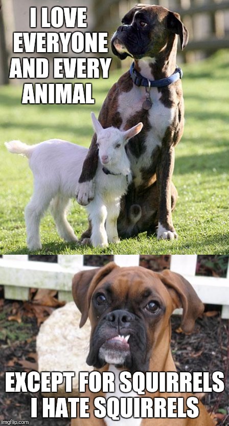 I LOVE EVERYONE AND EVERY ANIMAL; EXCEPT FOR SQUIRRELS I HATE SQUIRRELS | image tagged in boxer dog,funny meme,pets | made w/ Imgflip meme maker