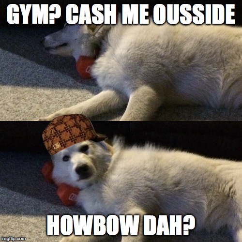 Dogs who don't lift | GYM? CASH ME OUSSIDE; HOWBOW DAH? | image tagged in gym,do you even lift,funny dog memes,cash me ousside how bow dah | made w/ Imgflip meme maker