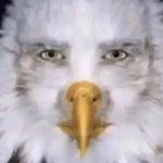 Staring eagle meme