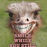 Smile | LIFE IS SHORT; SMILE WHILE YOU STILL HAVE TEETH | image tagged in teeth ostrich emu funny smile | made w/ Imgflip meme maker