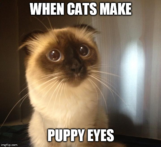 See what I did there? Doggo Week March 10-16 a Blaze_the_Blaziken and 1forpeace Event | WHEN CATS MAKE; PUPPY EYES | image tagged in memes,lolcats,doggo | made w/ Imgflip meme maker