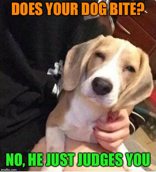 Watch dog | DOES YOUR DOG BITE? NO, HE JUST JUDGES YOU | image tagged in funny dog memes,judgemental,dog,funny memes | made w/ Imgflip meme maker