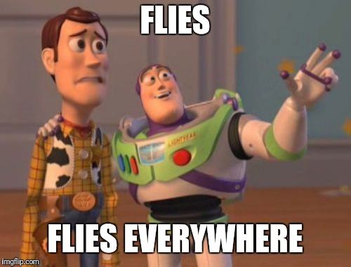 Flies | FLIES; FLIES EVERYWHERE | image tagged in memes,x x everywhere | made w/ Imgflip meme maker