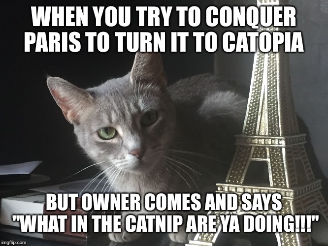 Trouble cat | WHEN YOU TRY TO CONQUER PARIS TO TURN IT TO CATOPIA; BUT OWNER COMES AND SAYS "WHAT IN THE CATNIP ARE YA DOING!!!" | image tagged in trouble cat,memes,funny,paris | made w/ Imgflip meme maker