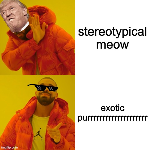 purrrrrrrrrrrr | stereotypical meow; exotic purrrrrrrrrrrrrrrrrrrr | image tagged in memes,drake hotline bling | made w/ Imgflip meme maker